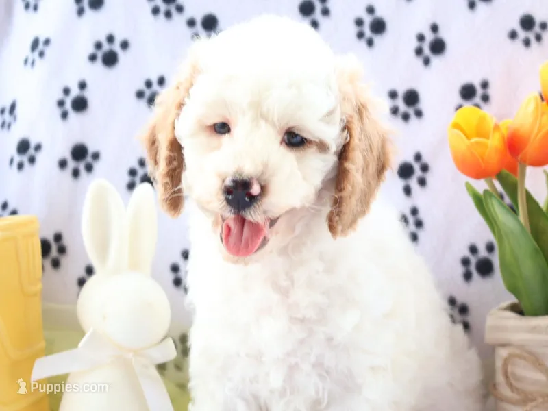 Brody – Miniature Goldendoodle puppy for sale in Girard, KS