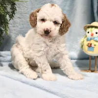 Brody, a male Miniature Goldendoodle for sale in Girard, KS – Photo 1 of 7
