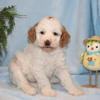 Brody, a male Miniature Goldendoodle for sale in Girard, KS – Photo 5 of 7