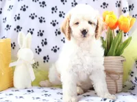 Brody, a male Miniature Goldendoodle for sale in Girard, KS – Photo 2 of 9