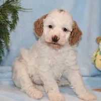 Brody, a male Miniature Goldendoodle for sale in Girard, KS – Photo 7 of 7