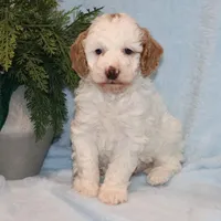Brody, a male Miniature Goldendoodle for sale in Girard, KS – Photo 4 of 7