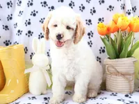 Brody, a male Miniature Goldendoodle for sale in Girard, KS – Photo 3 of 9