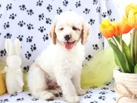 Brody, a male Miniature Goldendoodle for sale in Girard, KS – Photo 4 of 9