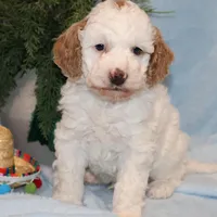 Brody, a male Miniature Goldendoodle for sale in Girard, KS – Photo 3 of 7