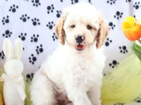 Brody, a male Miniature Goldendoodle for sale in Girard, KS – Photo 6 of 9