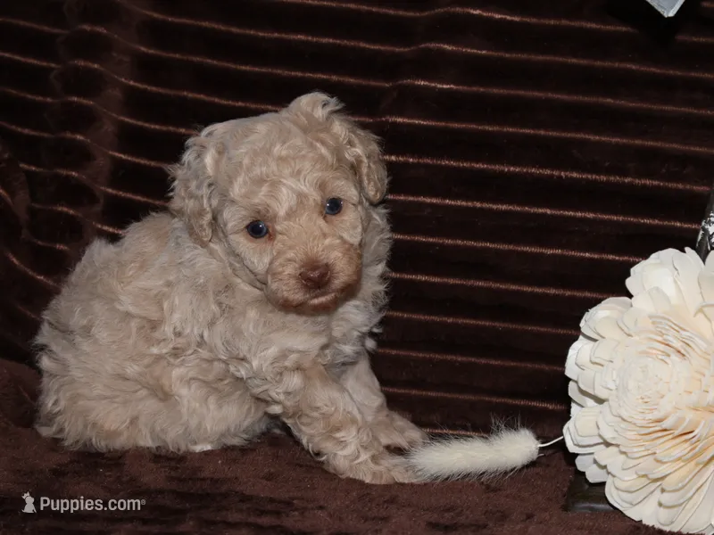 Little Stuey – Poodle - Toy  puppy for sale in Girard, KS