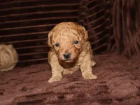 little Mikey, a male Poodle - Toy  for sale in Girard, KS – 3 of 5