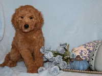 Billy boy, a male Miniature Goldendoodle for sale in Girard, KS – 5 of 6