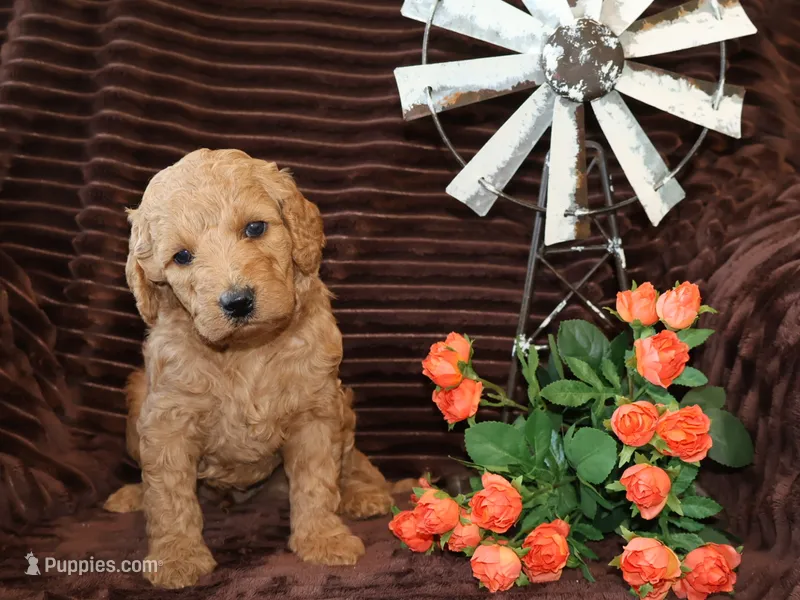 Sweet Harper – Miniature Goldendoodle puppy for sale in Girard, KS