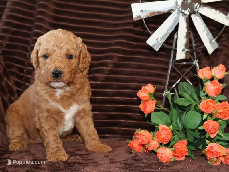 Ollie – Miniature Goldendoodle puppy for sale in Girard, KS