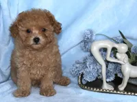 Sammy, a male Poodle - Toy  for sale in Girard, KS – 3 of 4