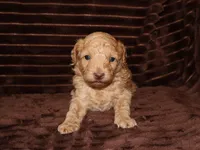 little Teddy, a male Poodle - Toy  for sale in Girard, KS – 2 of 3