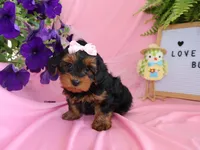 Summer, a female Yorkipoo and Poodle - Toy  for sale in Girard, KS – Photo 2 of 5