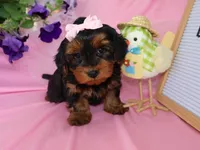 Summer, a female Yorkipoo and Poodle - Toy  for sale in Girard, KS – Photo 4 of 5