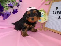 Summer, a female Yorkipoo and Poodle - Toy  for sale in Girard, KS – Photo 1 of 5