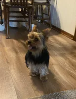 Summer, a female Yorkipoo and Poodle - Toy  for sale in Girard, KS – Photo 5 of 5