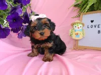 Summer, a female Yorkipoo and Poodle - Toy  for sale in Girard, KS – Photo 3 of 5