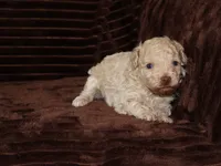 Little Stuey, a male Poodle - Toy  for sale in Girard, KS – 4 of 5