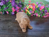 Ollie, a male Miniature Goldendoodle for sale in Girard, KS – 3 of 3