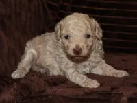 Little Stuey, a male Poodle - Toy  for sale in Girard, KS – 5 of 5