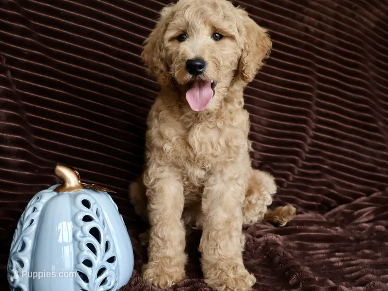 Henry – Miniature Goldendoodle puppy for sale in Girard, KS