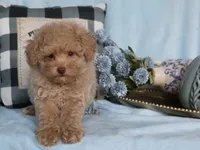 Little Stuey, a male Poodle - Toy  for sale in Girard, KS – 2 of 5