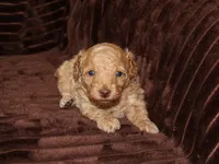 little Tommy, a male Poodle - Toy  for sale in Girard, KS – 2 of 3