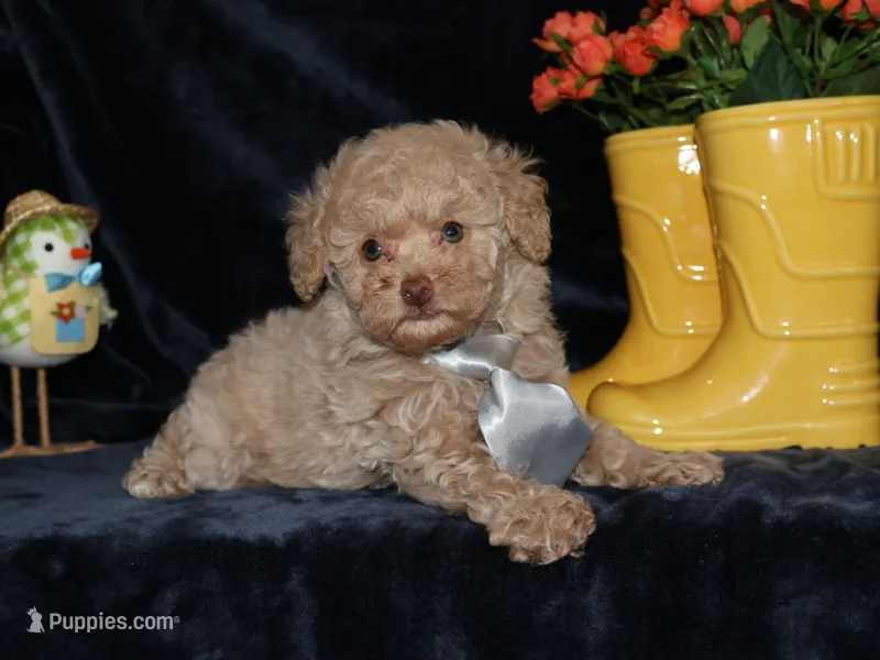 Little Stuey – Poodle - Toy  puppy for sale in Girard, KS