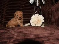 little Mikey, a male Poodle - Toy  for sale in Girard, KS – 2 of 6