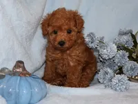 Bingo , a male Poodle - Toy  for sale in Girard, KS – 5 of 5