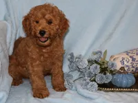Ollie, a male Miniature Goldendoodle for sale in Girard, KS – 4 of 5