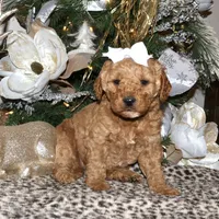 Daisey, a female Miniature Goldendoodle for sale in Girard, KS – Photo 3 of 7