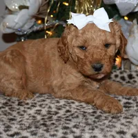 Daisey, a female Miniature Goldendoodle for sale in Girard, KS – Photo 4 of 7