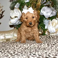 Daisey, a female Miniature Goldendoodle for sale in Girard, KS – Photo 1 of 7