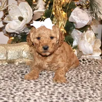 Daisey, a female Miniature Goldendoodle for sale in Girard, KS – Photo 5 of 7