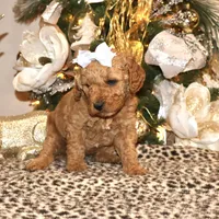 Daisey, a female Miniature Goldendoodle for sale in Girard, KS – Photo 7 of 7