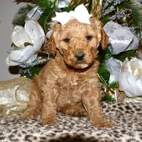Daisey, a female Miniature Goldendoodle for sale in Girard, KS – Photo 2 of 7