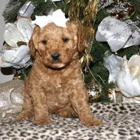 Daisey, a female Miniature Goldendoodle for sale in Girard, KS – Photo 6 of 7