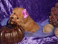 Dollie, a female Poodle - Toy  for sale in Girard, KS – 2 of 5