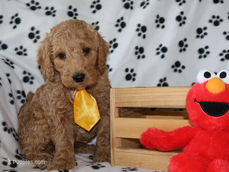 Henry – Miniature Goldendoodle puppy for sale in Girard, KS