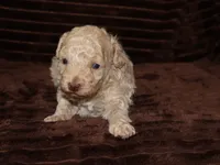 Little Stuey, a male Poodle - Toy  for sale in Girard, KS – 3 of 5