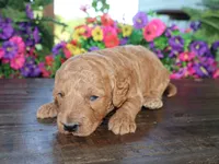 Jack, a male Miniature Goldendoodle for sale in Girard, KS – 4 of 4