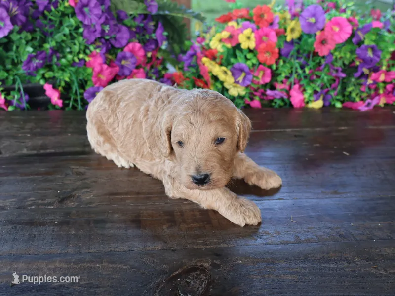 Henry – Miniature Goldendoodle puppy for sale in Girard, KS