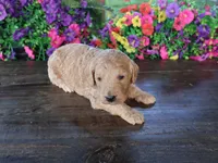 Henry, a male Miniature Goldendoodle for sale in Girard, KS – 1 of 4