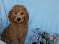 Henry, a male Miniature Goldendoodle for sale in Girard, KS – 5 of 6