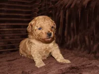 little Mikey, a male Poodle - Toy  for sale in Girard, KS – 2 of 5