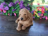 Billy boy, a male Miniature Goldendoodle for sale in Girard, KS – 2 of 3