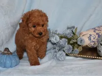 Bingo , a male Poodle - Toy  for sale in Girard, KS – 3 of 5