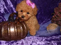 Dollie, a female Poodle - Toy  for sale in Girard, KS – 4 of 5